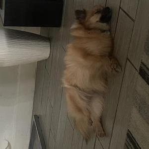 2nd Image of Nola, Lost Dog