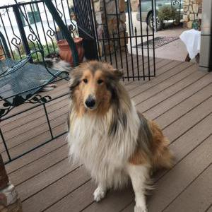 Image of Enya, Lost Dog