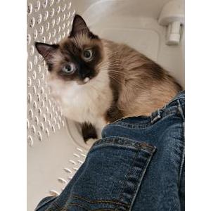Image of Toast, Lost Cat