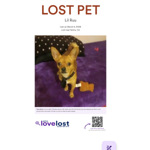 Image of Ruu, Lost Dog