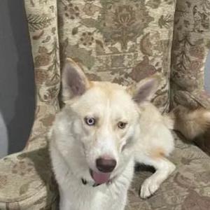 Lost Dog Shiloh