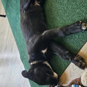 Image of unknown, Found Dog