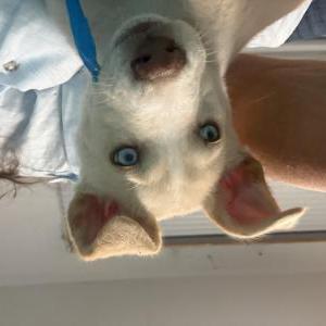 Image of Sahara, Lost Dog