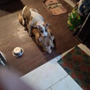 Image of Zoe, Lost Dog