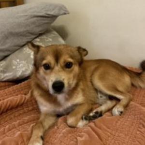 Image of Baloney, Lost Dog