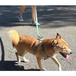 2nd Image of Baloney, Lost Dog