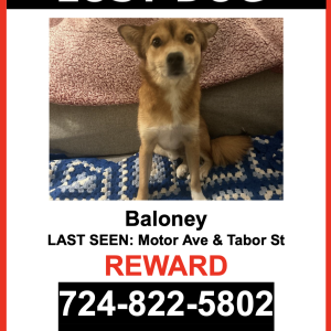 Image of Baloney, Lost Dog