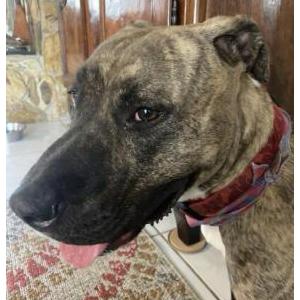 Image of Sheba, Lost Dog