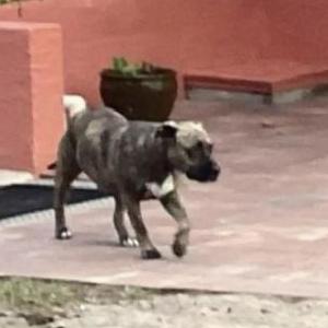 2nd Image of Sheba, Lost Dog