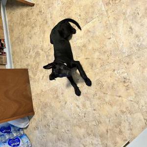 Image of Unknown, Found Dog