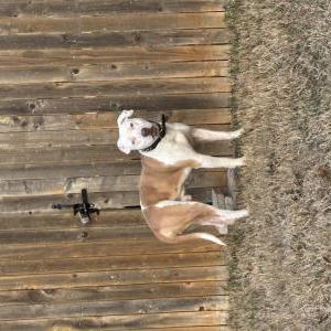 Found Dog Unknown