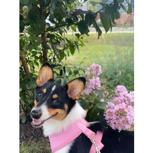 Lost Dog Jenny liter