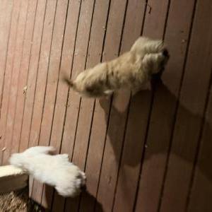 Image of Unkown, Found Dog