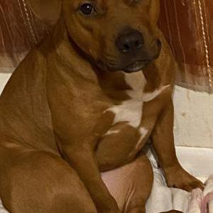 Image of Dakota, Lost Dog