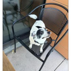 Image of Muttmoo, Lost Dog