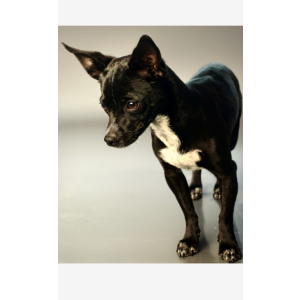 Image of Tuffy, Lost Dog