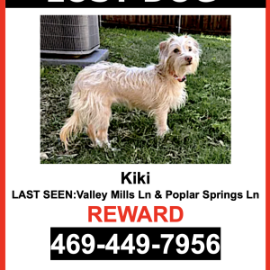 Image of Kiki, Lost Dog