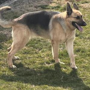 Image of Unknown, Found Dog