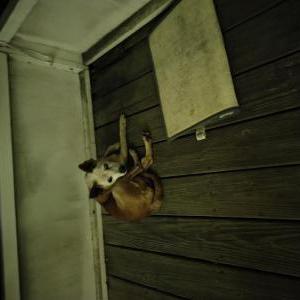Image of Unknown, Found Dog