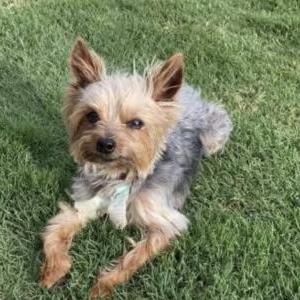 Image of Opie, Lost Dog