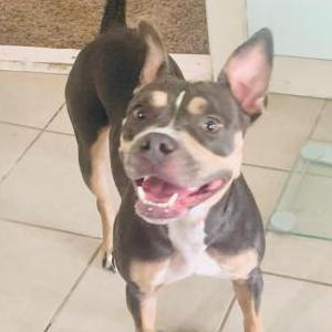 Image of Lady, Lost Dog