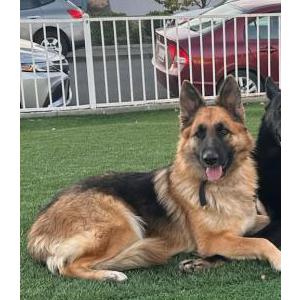 Lost Dog Rosie