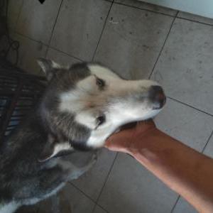 Image of Unknown, Found Dog