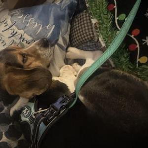 2nd Image of Snoopy, Lost Dog