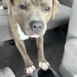 Image of Kareem, Lost Dog