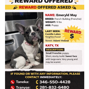 Image of Emeryld May Herron, Lost Dog