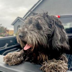 Image of Chucky, Lost Dog