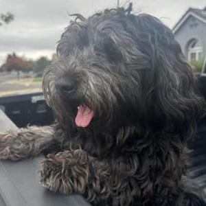 2nd Image of Chucky, Lost Dog