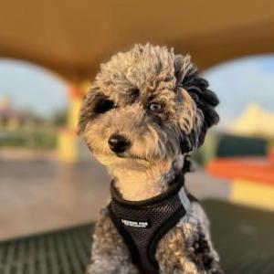 Image of Ela, Lost Dog