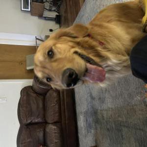 Image of Samson, Lost Dog