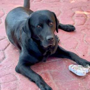 Image of Rocky, Lost Dog