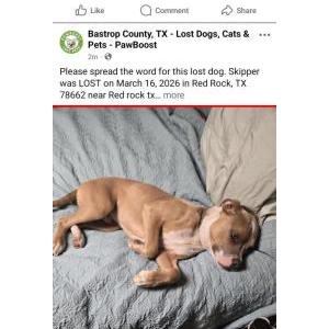 Image of Skipper, Lost Dog