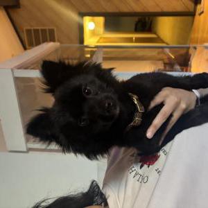 Found Dog Unknown