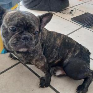 Image of Rico, Lost Dog