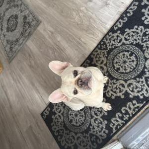 Lost Dog kilo