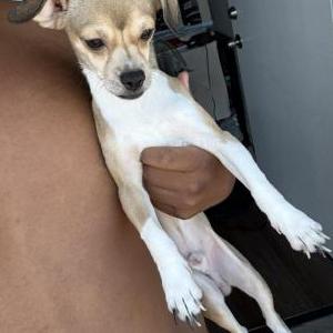 Lost Dog Rocky