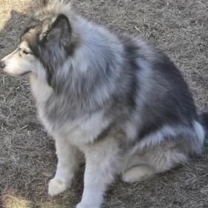 Image of Pacu, Lost Dog