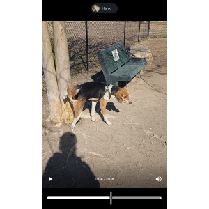 Image of Hank, Lost Dog