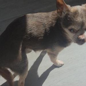 Image of Charlie, Lost Dog