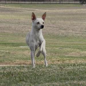 Image of Unknown, Found Dog