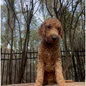 Image of Bently, Lost Dog