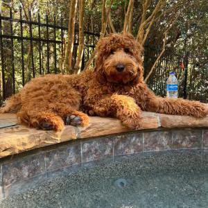 2nd Image of Bently, Lost Dog