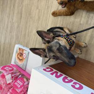 Image of Zeus, Lost Dog