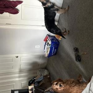 2nd Image of Zeus, Lost Dog