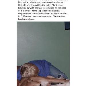 Image of Stitch, Lost Dog