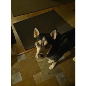 Image of Rocco, Lost Dog